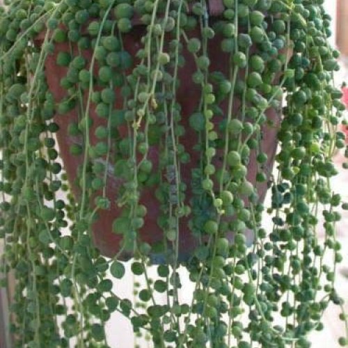 Live Plant - String of Pearls 5 Cuttings Succulent Cactus Senecio ...