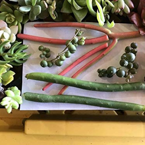 SmartMe Live Plant - 25 Cuttings- 3-4 Succulent Mix Varieties Sed...