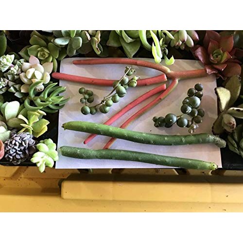 SmartMe Live Plant - 25 Cuttings- 3-4 Succulent Mix Varieties Sed...