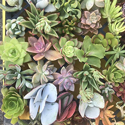 SmartMe Live Plant - 25 Cuttings- 3-4 Succulent Mix Varieties Sed...