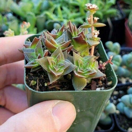 SmartMe Live Plant - Beautiful Rare Crassula Capitella Pagoda Thyr...