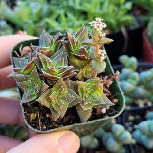 SmartMe Live Plant - Beautiful Rare Crassula Capitella Pagoda Thyr...