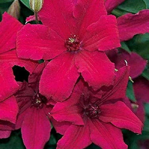 SmartMe Live Plant - Cardinal Wyszynski Clematis Vine - Crimson Fl...