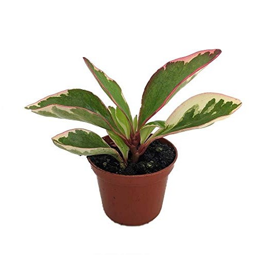 SmartMe Live Plant - Rainbow Ginny Peperomia - 2.5 Pot - Easy to ...