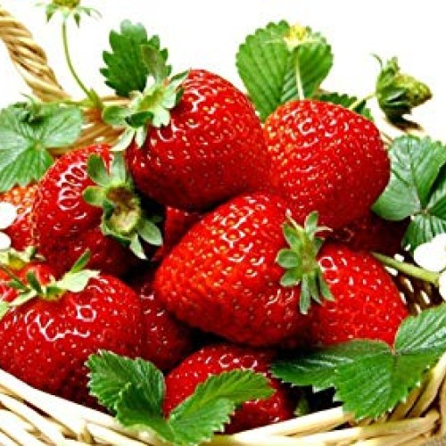 SmartMe Ozark Strawberry Everbearing 20 Bare Root Huge Size