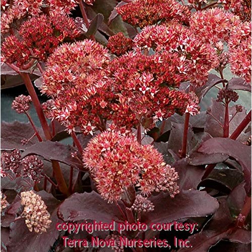 SmartMe - Sedum Raspberry Truffle Tall Drought Tolerant 2.5 Pot =...