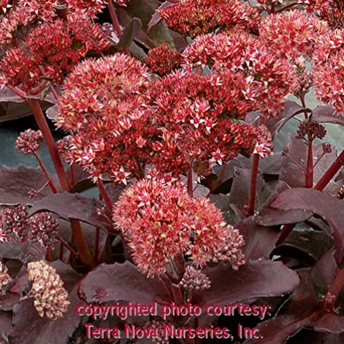 SmartMe - Sedum Raspberry Truffle Tall Drought Tolerant 2.5 Pot =...