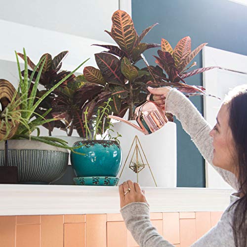 Smouldr Mini Plant Watering Can Indoor: Rose Gold Small Watering C...
