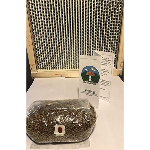 3 lb rye Grain Bag, 100% Organic rye Berries, Steralized Mushroom ...