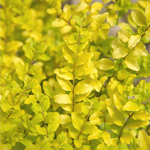 Sunshine Ligustrum 2 Gallon Evergreen Shrub with Bright Yellow F...
