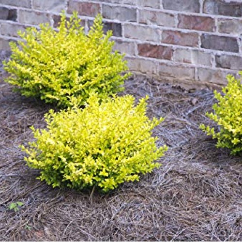 Sunshine Ligustrum 2 Gallon Evergreen Shrub with Bright Yellow F...