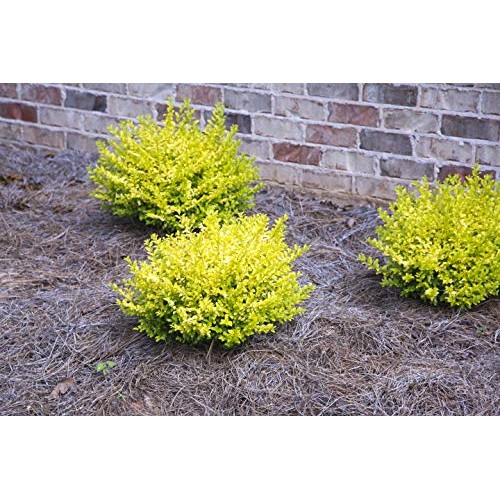 Sunshine Ligustrum 2 Gallon Evergreen Shrub with Bright Yellow F...