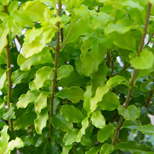 Sunshine Ligustrum 2 Gallon Evergreen Shrub with Bright Yellow F...