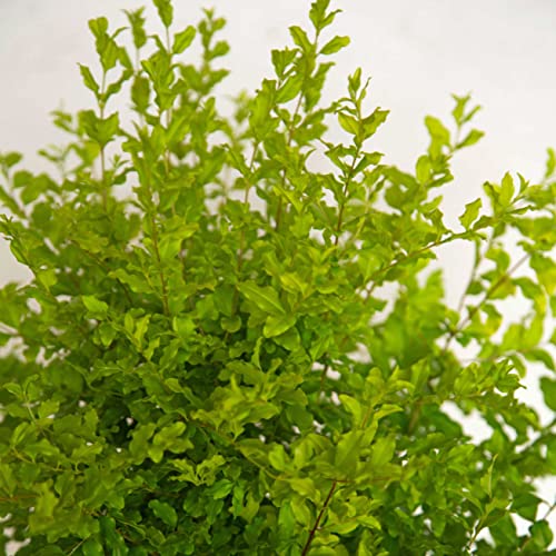 Sunshine Ligustrum 2 Gallon Evergreen Shrub with Bright Yellow F...
