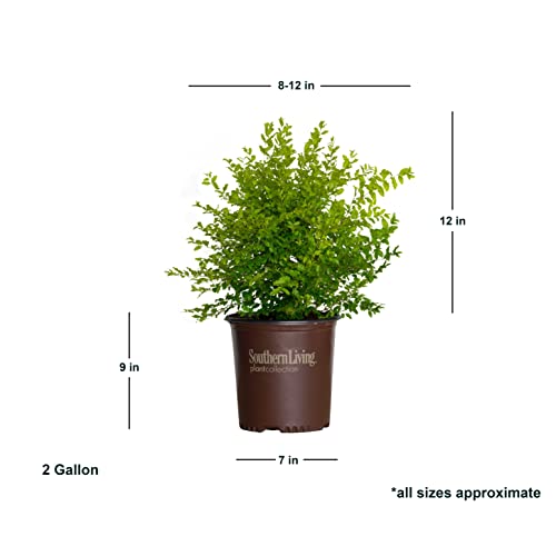 Sunshine Ligustrum 2 Gallon Evergreen Shrub with Bright Yellow F...