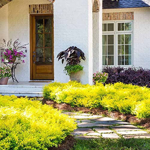 Sunshine Ligustrum 2 Gallon Evergreen Shrub with Bright Yellow F...