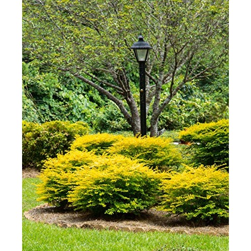 Sunshine Ligustrum 2 Gallon Evergreen Shrub with Bright Yellow F...