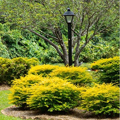 Sunshine Ligustrum 2 Gallon Evergreen Shrub with Bright Yellow F...
