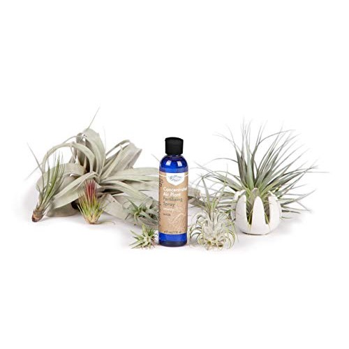 Air Plant Concentrate 4 oz Concentrate