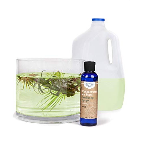 Air Plant Concentrate 4 oz Concentrate