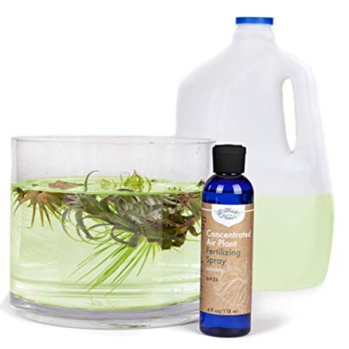 Air Plant Concentrate 4 oz Concentrate