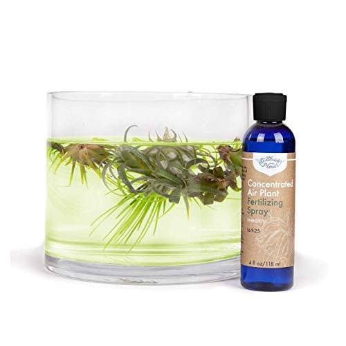 Air Plant Concentrate 4 oz Concentrate