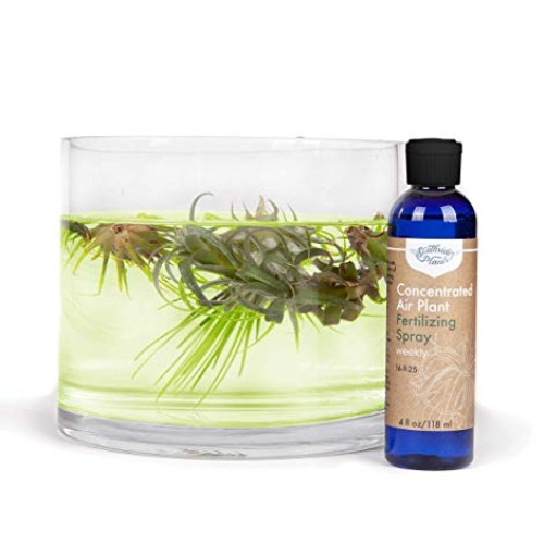 Air Plant Concentrate 4 oz Concentrate