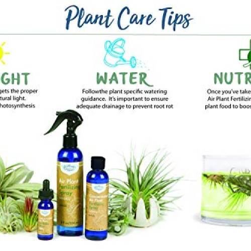 Air Plant Weekly Fertilizing Spray, 8 oz - Specially formulated Bl...