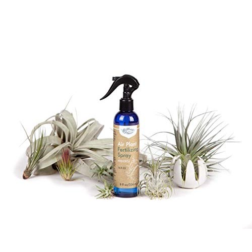 Air Plant Weekly Fertilizing Spray, 8 oz - Specially formulated Bl...