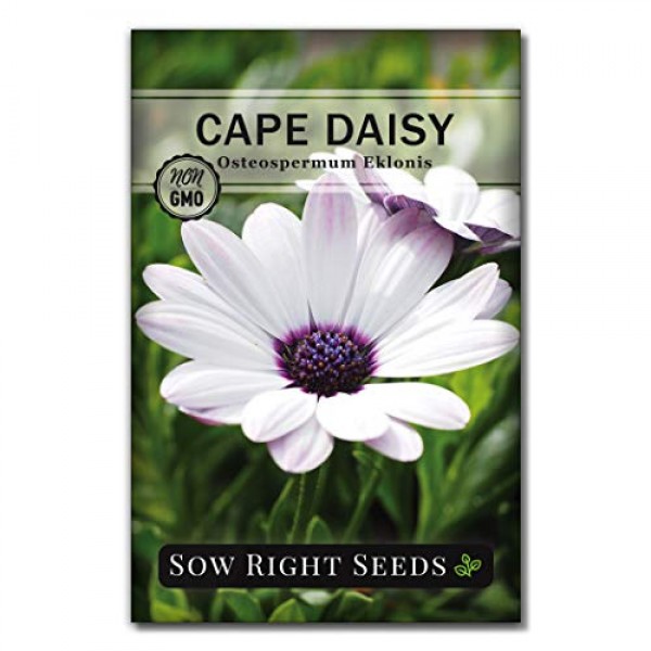 Sow Right Seeds Cape Daisy Seeds - Full Instructions for Planting,...