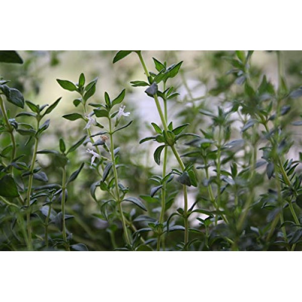 Sow Right Seeds - Herb Garden Seed Collection - Arugula, Basil, Ch...
