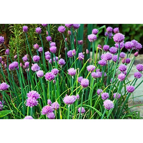 Sow Right Seeds - Herb Garden Seed Collection - Basil, Chives, Cil...