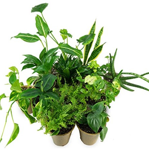 CLEAN AIR Houseplant Multi-pack Gift Collection with Eco-Friendly ...