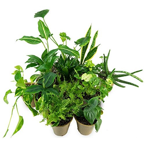 CLEAN AIR Houseplant Multi-pack Gift Collection with Eco-Friendly ...