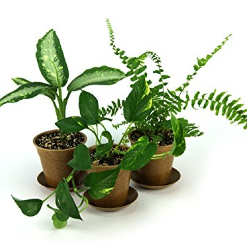 CLEAN AIR Houseplant Multi-pack Gift Collection with Eco-Friendly ...