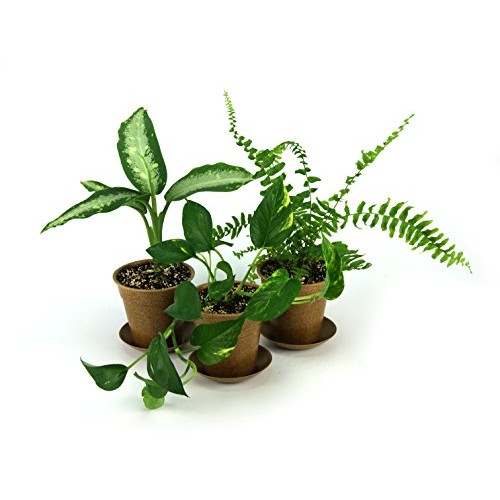 CLEAN AIR Houseplant Multi-pack Gift Collection with Eco-Friendly ...