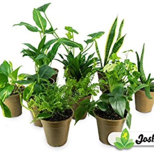 CLEAN AIR Houseplant Multi-pack Gift Collection with Eco-Friendly ...