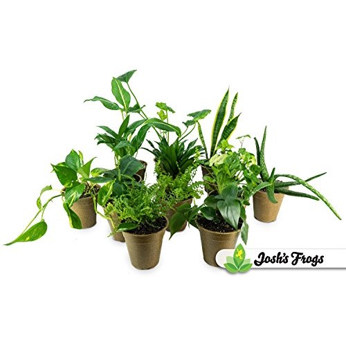 CLEAN AIR Houseplant Multi-pack Gift Collection with Eco-Friendly ...
