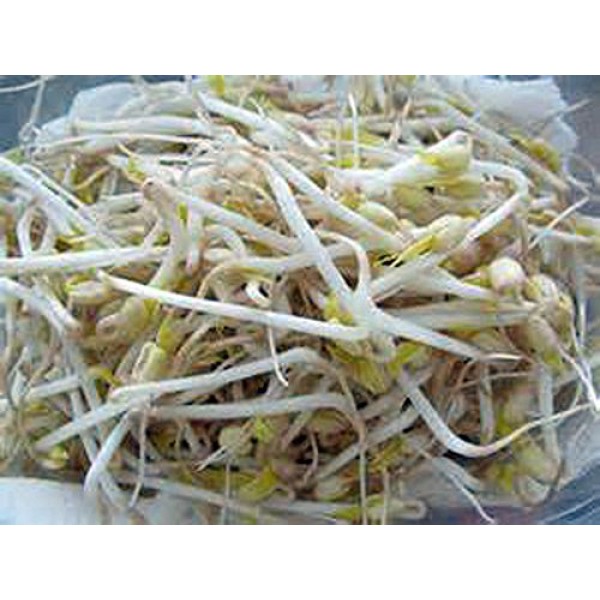 Sprouter and Mung Bean Sprouting Seed, Microgreen, Sprouting, 4 OZ...