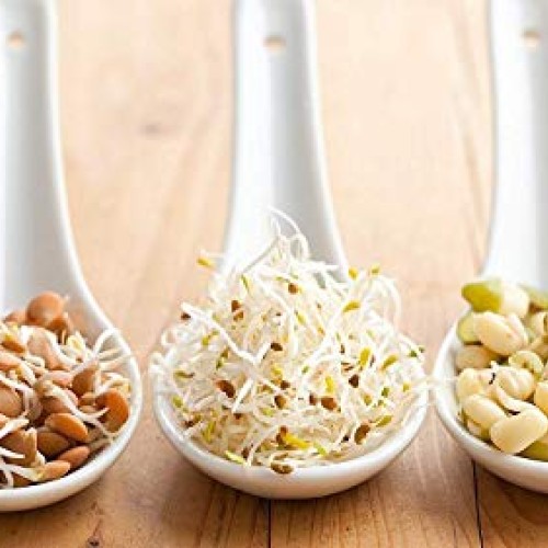 SS Ecom Plastic 4-Tiered Seed Sprouter, Plastic Container Tray Spr...