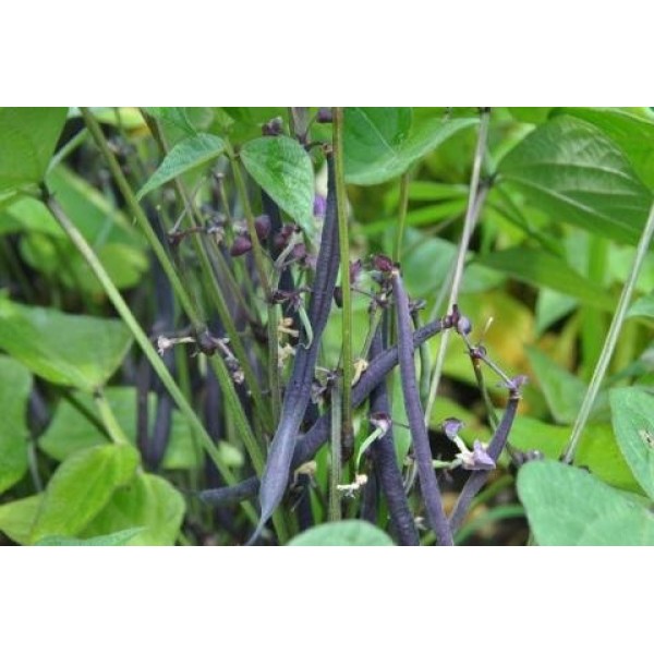 Haricot Vert Bean Seeds Purple Velour by Stonysoil Seed Company
