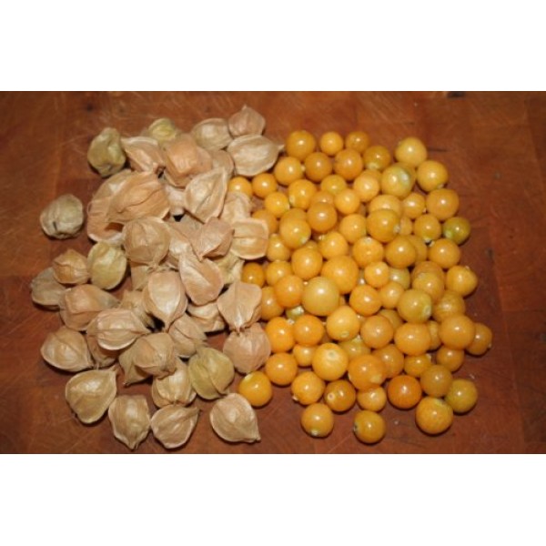Heirloom Ground Cherry Husk Tomto Seeds by Stonysoil Seed Company