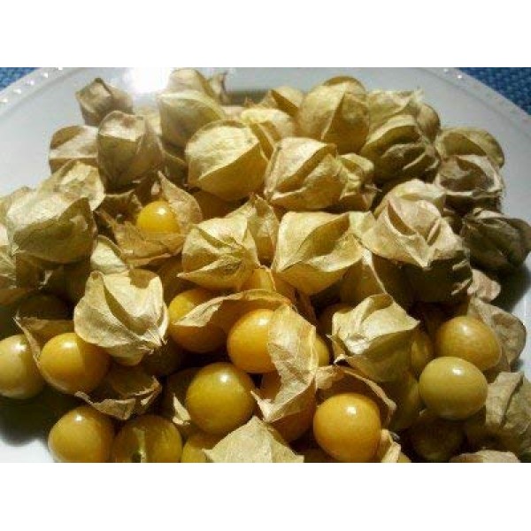 Heirloom Ground Cherry Husk Tomto Seeds by Stonysoil Seed Company