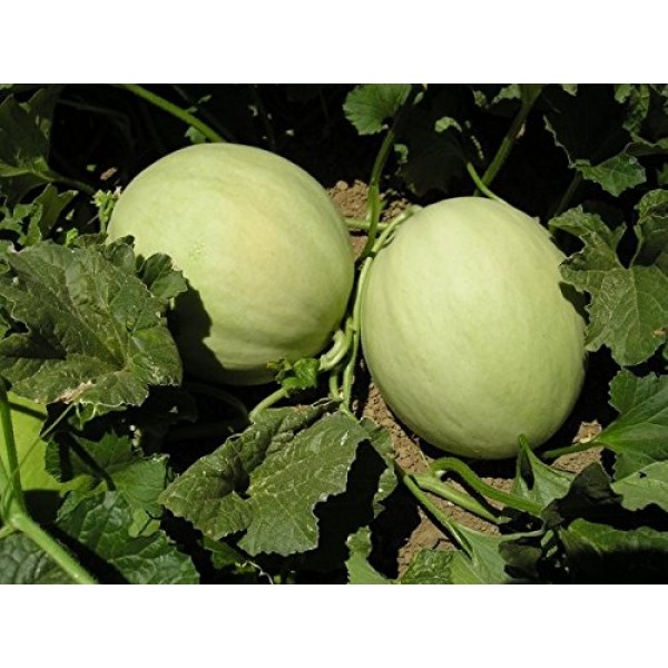 Heirloom Honeydew Melon Seeds by Stonysoil Seed Company