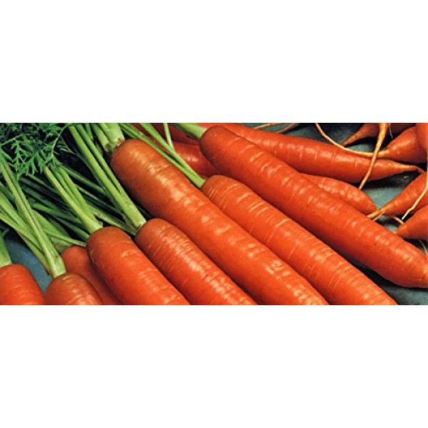 Heirloom Nantes Coreless Carrot Seeds by Stonysoil Seed Company