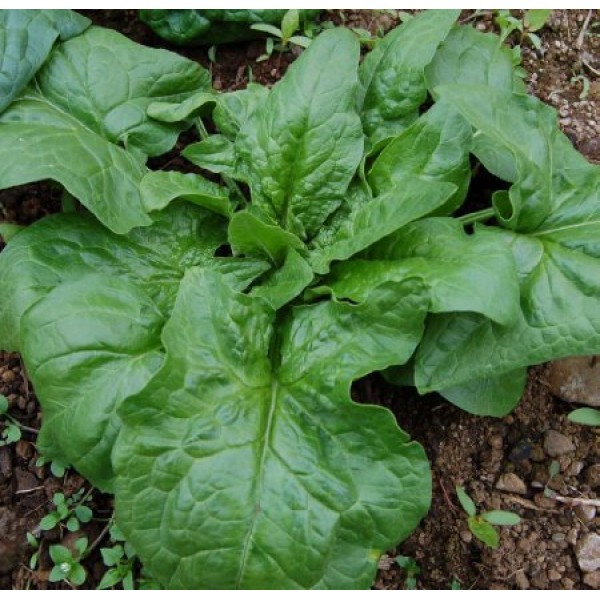 Heirloom Organic Giant Winter Spinach by Stonysoil Seed Company Ju...