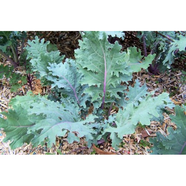 Heirloom Red Russian Kale Seeds By Stonysoil Seed Company