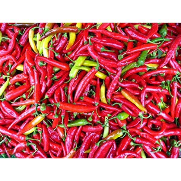 Hot Pepper Seed Long Red Cayenne FIERY HOT By Stonysoil Seed Company