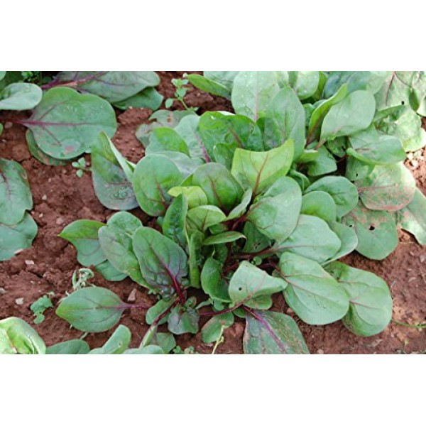 Red kitten Spinach Seeds by Stonysoil Seed Company