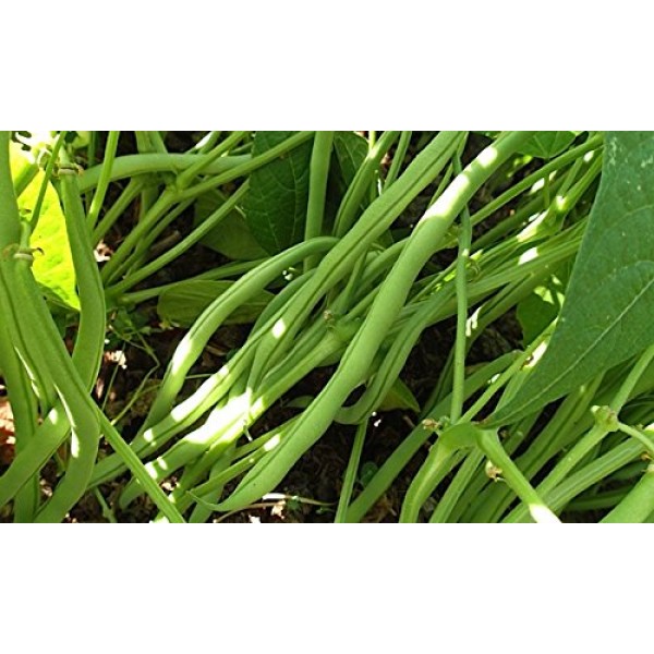 Stonysoil Seed Company Heirloom Certified Organic Maxibel French H...